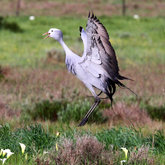 Blue Crane 